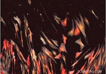 Engineered Lung Cancer Tissue Accelerates Discovery of Novel Drug Therapies