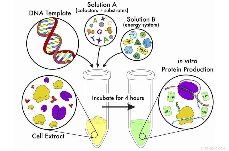 New Simplified Protocol Enhances Flexibility & Accessibility of Cell‑Free Protein Synthesis