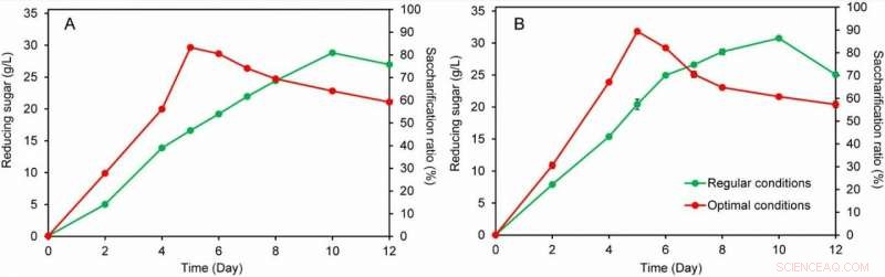 Innovative Consolidated Bio‑Saccharification Method Accelerates Lignocellulose Conversion