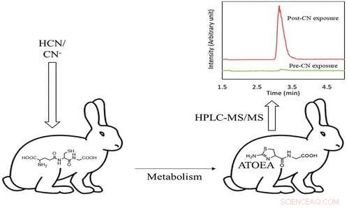 Rapid Detection of Cyanide Exposure: Strategies and Tools