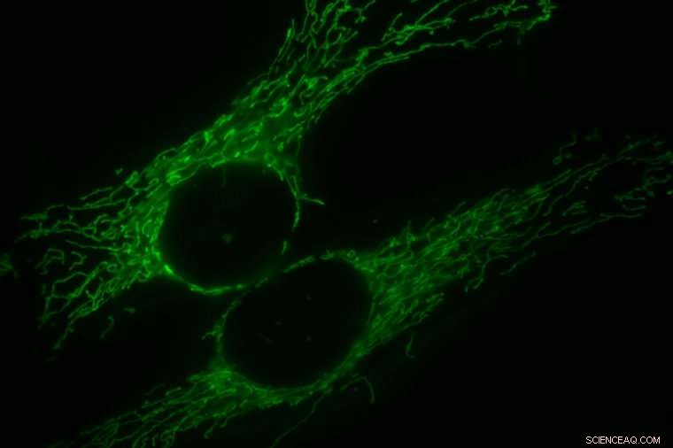 Mitochondrial Fusion Enhances Cell Division: A Key Cellular Mechanism
