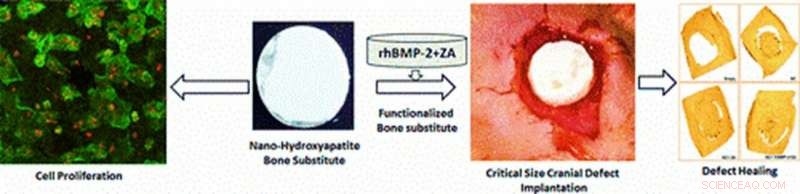 In Vivo Evaluation of Biofunctionalized Ceramics for Cranial Bone Defect Repair