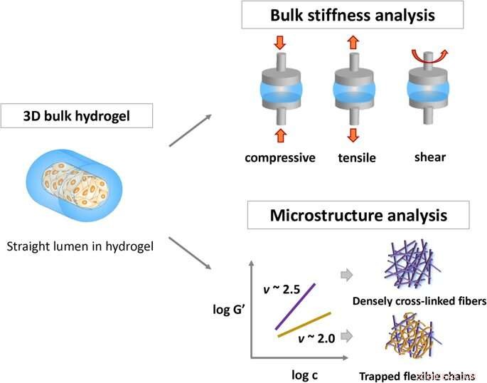 Advanced Semi-Flexible Modeling of Cell Adhesion on Hydrogels
