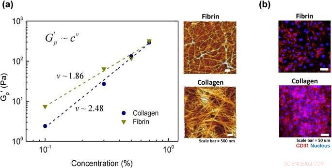 Advanced Semi-Flexible Modeling of Cell Adhesion on Hydrogels