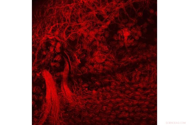 Ducks Provide Scientists a Rare Window into Human Touch