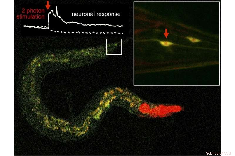 Infrared Light Enables Precise Drug Targeting in Living Cells