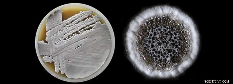 Leiden University Announces Breakthrough Antibiotic  Leiden  to Combat Rising Resistance