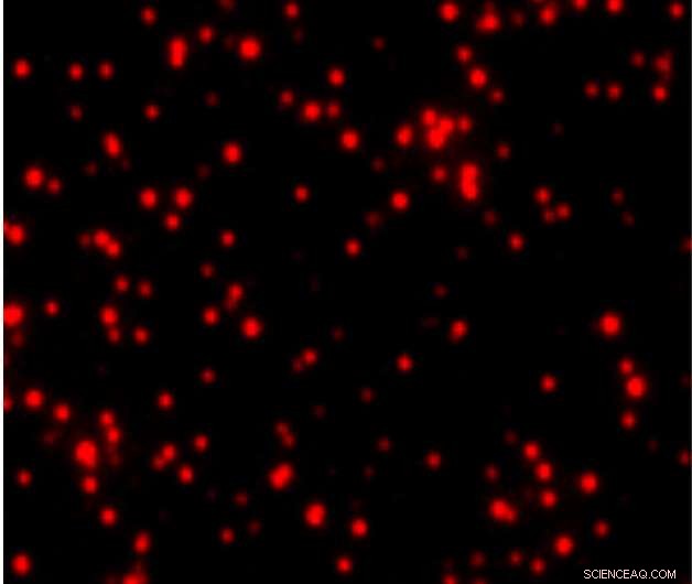 Revolutionary Blood Test Detects Rare Cancer Proteins with Unprecedented Sensitivity