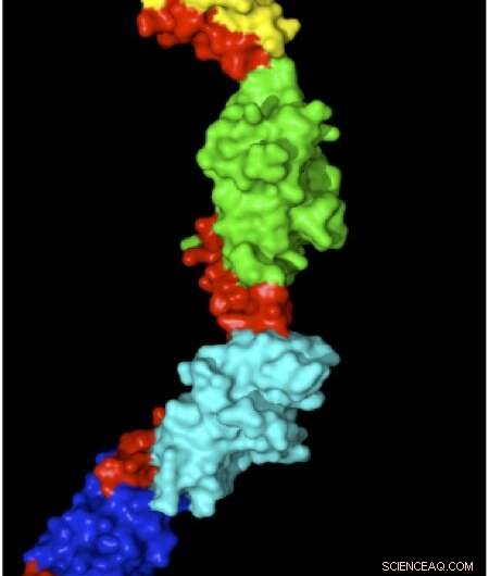 Unveiling Protein Shape Dynamics: How Normal Forces Drive Structural Change