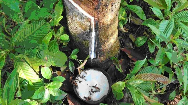 Exploring the Thermodynamic Properties of Hevein: Insights from Rubber Tree Proteins