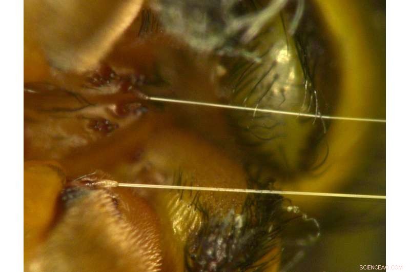 Spider Silk: A Strong, Lightweight Material for Future Robotic Muscles