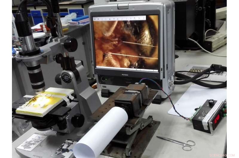 Spider Silk: A Strong, Lightweight Material for Future Robotic Muscles