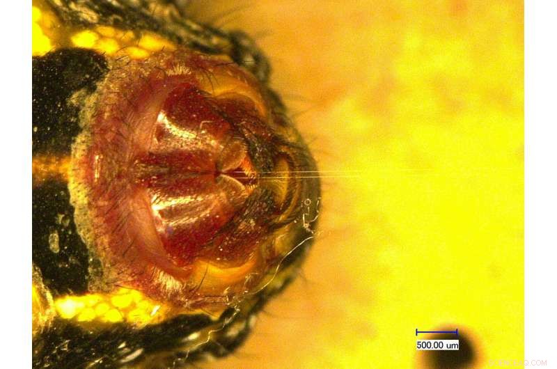 Spider Silk: A Strong, Lightweight Material for Future Robotic Muscles