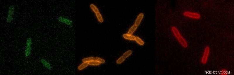 Indiana University Breakthroughs Propel New Antibiotic Discovery