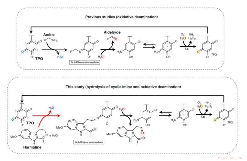 Scientists Discover Natural Pathways to Unlock Cyclic Imine Breakdown