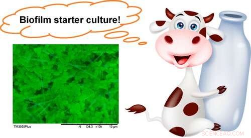 Improving Dairy Safety: Fermented Milk via Bacterial Biofilms on Nanofiber Membranes