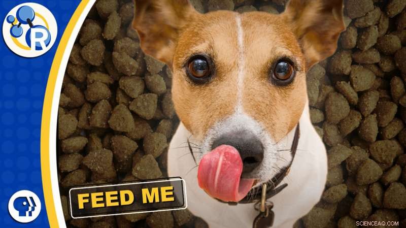 Exploring the Chemistry Behind Dog Kibble: How Dry Food Stays Safe and Palatable
