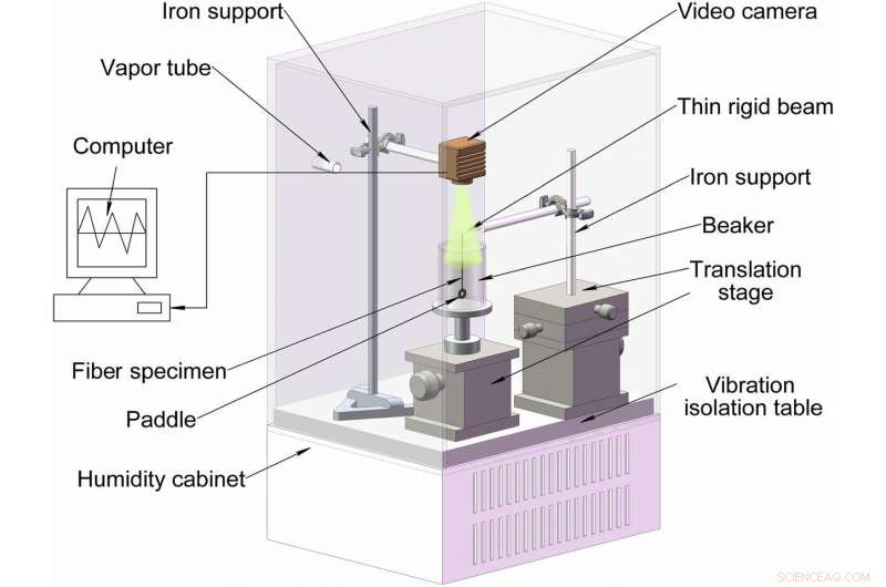 Spider Silk Torsional Actuator: Humidity‑Driven Artificial Muscle
