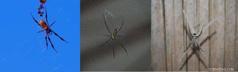 Spider Silk Torsional Actuator: Humidity‑Driven Artificial Muscle