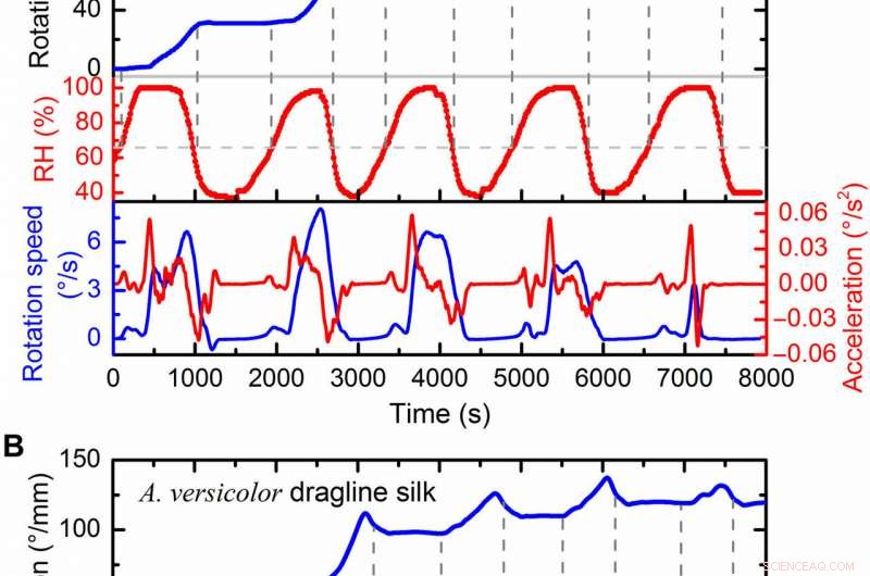 Spider Silk Torsional Actuator: Humidity‑Driven Artificial Muscle