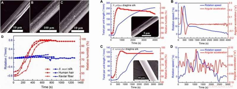 Spider Silk Torsional Actuator: Humidity‑Driven Artificial Muscle