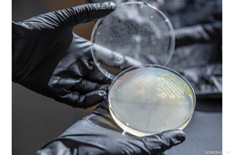 Engineered Microbe Could Unlock Plant-Based Plastic Production