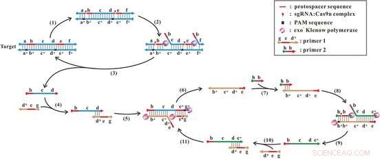 Universal Isothermal DNA Amplification: Simple, Reliable, and Versatile