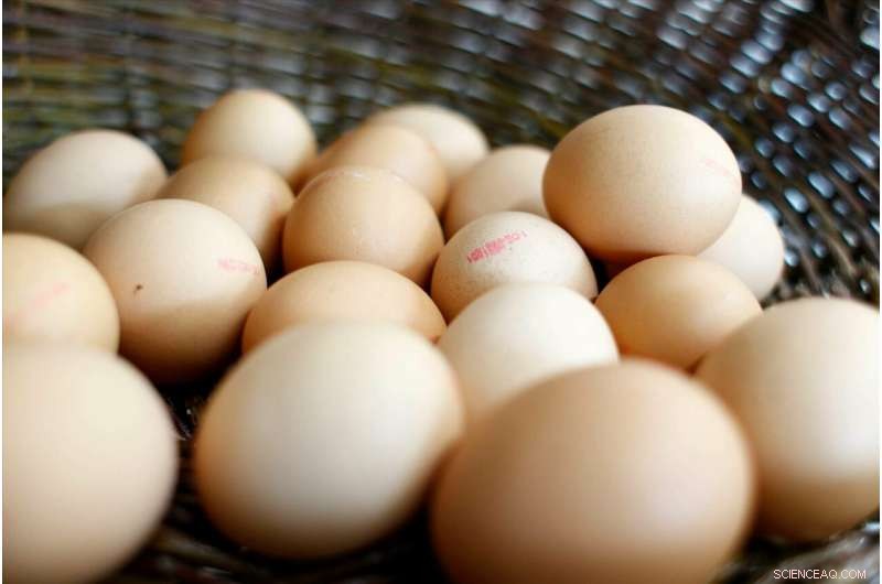 Revolutionary Energy Storage: Turning Eggshells into Power