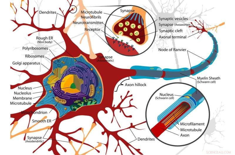Mirror-Image Protein Engineering: A New Frontier in Therapeutic Development