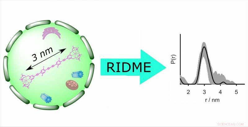 Revolutionary RIDME Technique Enables Accurate In-Cell Distance Measurements