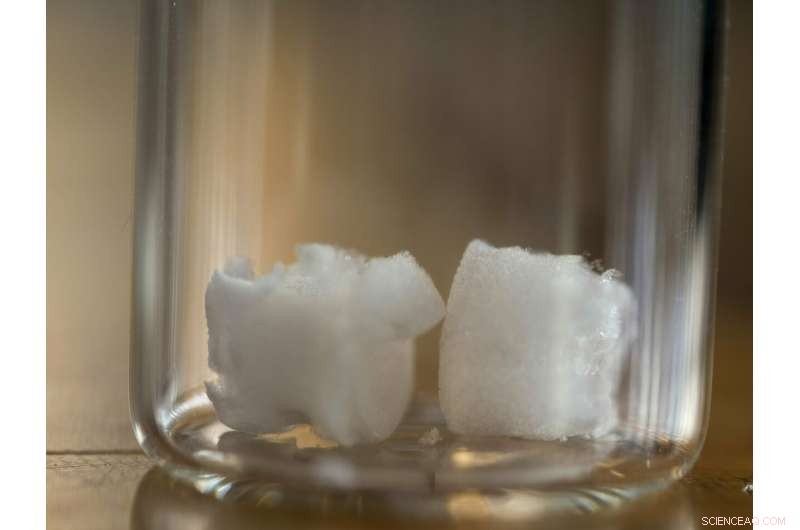 Plant-Derived Cellulose Aerogels: Revolutionizing Bone Implant Technology