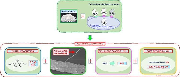 Eco‑Friendly Production of Xylitol & Cellulose Nanofibers from Paper Paste – A Path to Sustainable Society