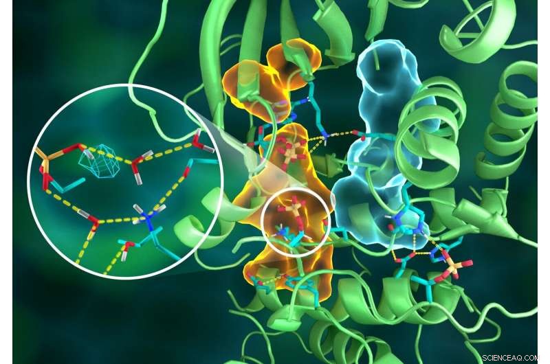 Neutrons Illuminate Atomic Blueprint of a Key Cell Signaling Enzyme