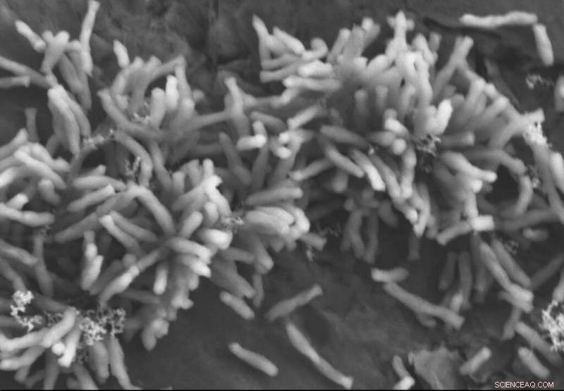 Washington University Reveals How Electricity-Using Microbes Fix CO₂