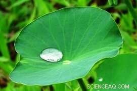 New Fiber Membrane Efficiently Separates Oil from Water, Advancing Environmental Cleanup