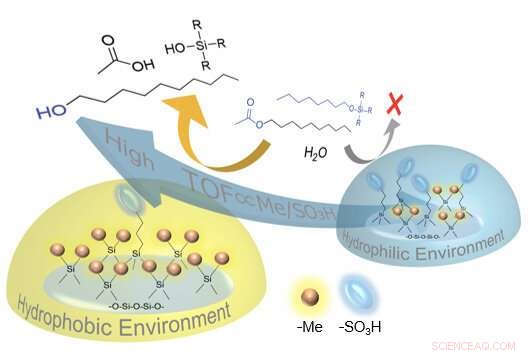 Hydrophobicity Drives Superior Acid Catalysis: Key Evidence and Insights