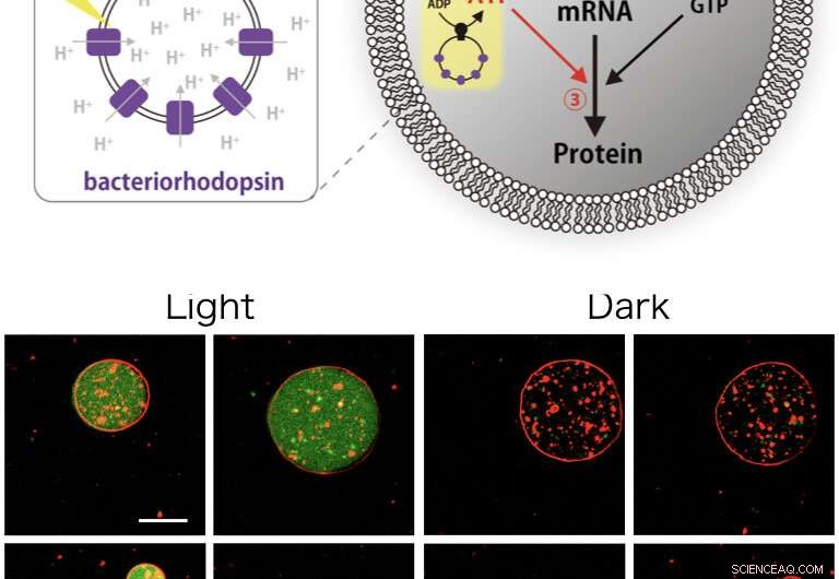 New Artificial Photosynthetic Cells Created: Light-Driven ATP Production