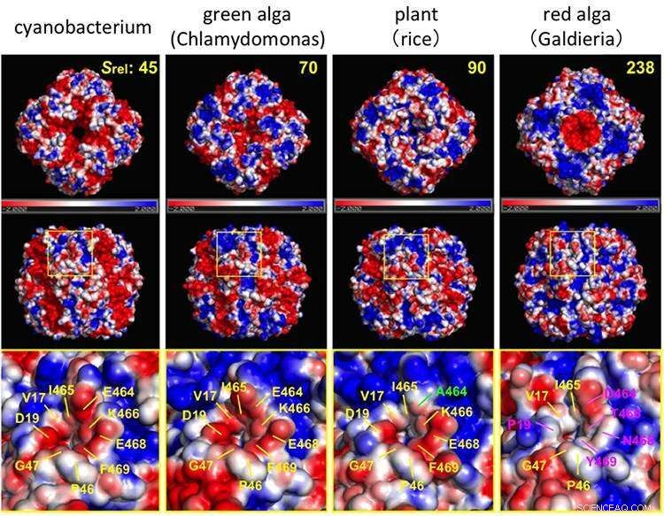 Why Photosynthesis Efficiency Differs Across Plant Species