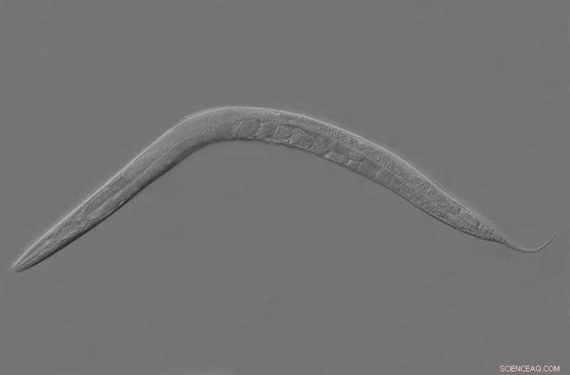 New Worm Study Reveals Life-Extension Pathway via Cannabinoid Modulation