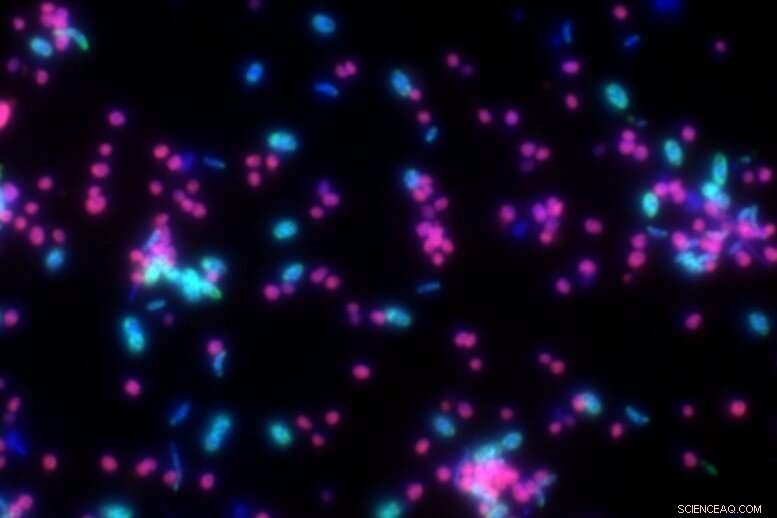 Closing the Knowledge Gap: Ethane Degradation Explained by New Research