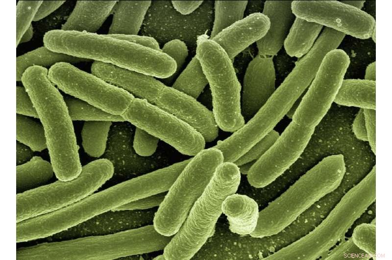 Bacteria: The Emerging Frontier for Sustainable Electricity Generation