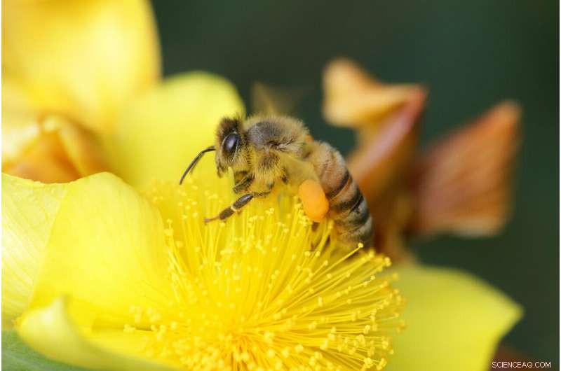Bee-Derived Adhesive from Spit and Flower Oil Offers Sustainable Glue Solution