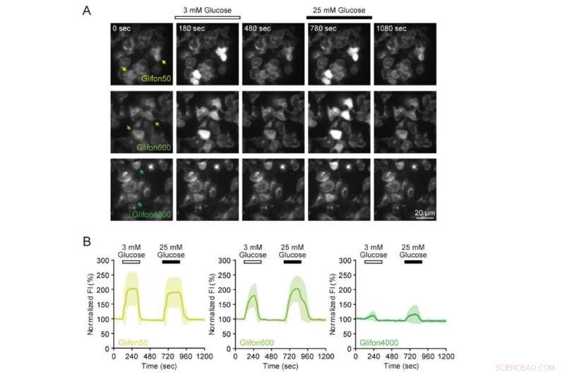 Real‑Time Glucose Monitoring with Green Fluorescent Protein Biosensors
