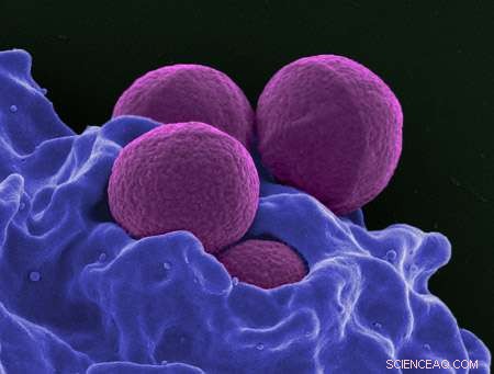 Fish Slime: A Promising Reservoir for Next-Generation Antibiotics