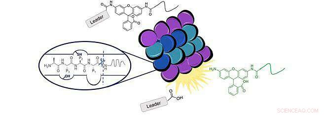 New Probe Illuminates Overactive Immune Cells, Enhancing Detection and Treatment of Cancers and Autoimmune Diseases