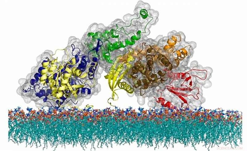 Revolutionary Cell Signaling Study Uncovers SOS Protein s Timing Mechanism, Paving Way for Immune Therapies