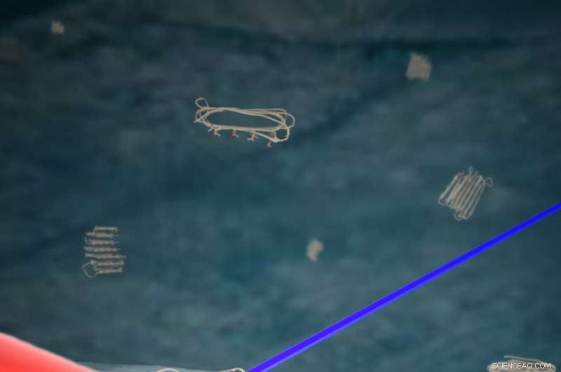 Insects Thrive in Freezing Climates with Naturally Occurring Antifreeze Proteins