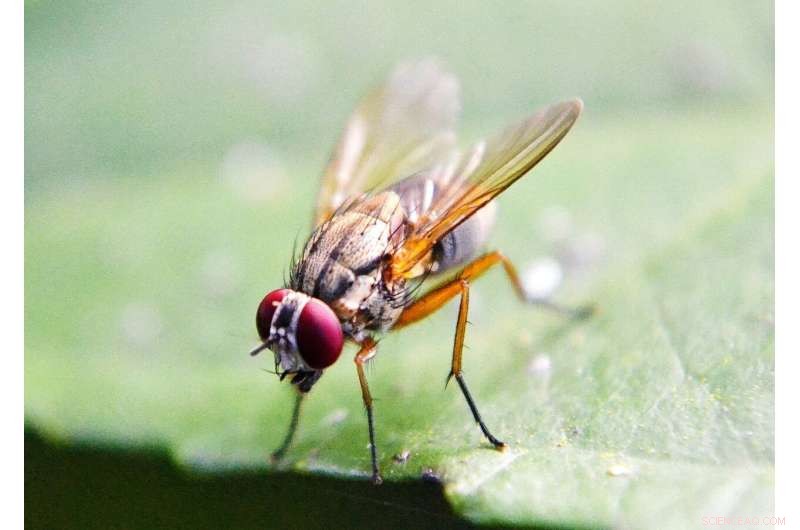 Using Flies as Vectors for Snail Venom Screening: A New Approach to Drug Discovery