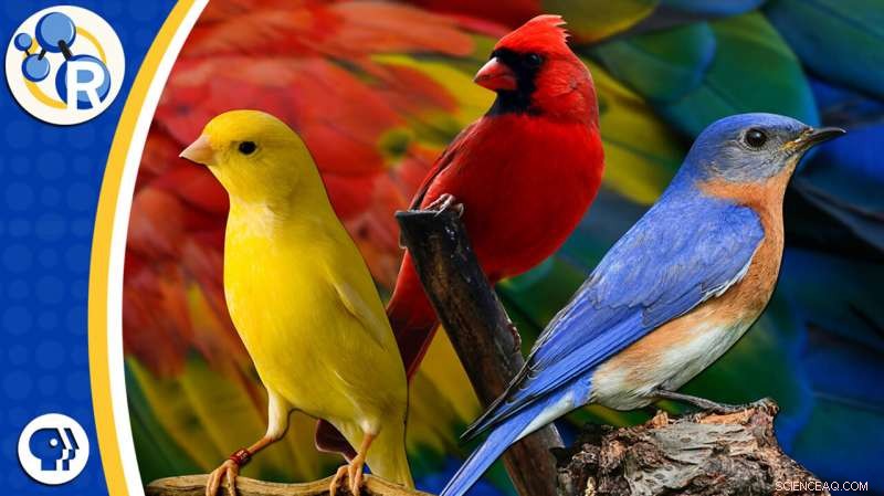 The Chemistry Behind Color-Changing Birds: A Scientific Video