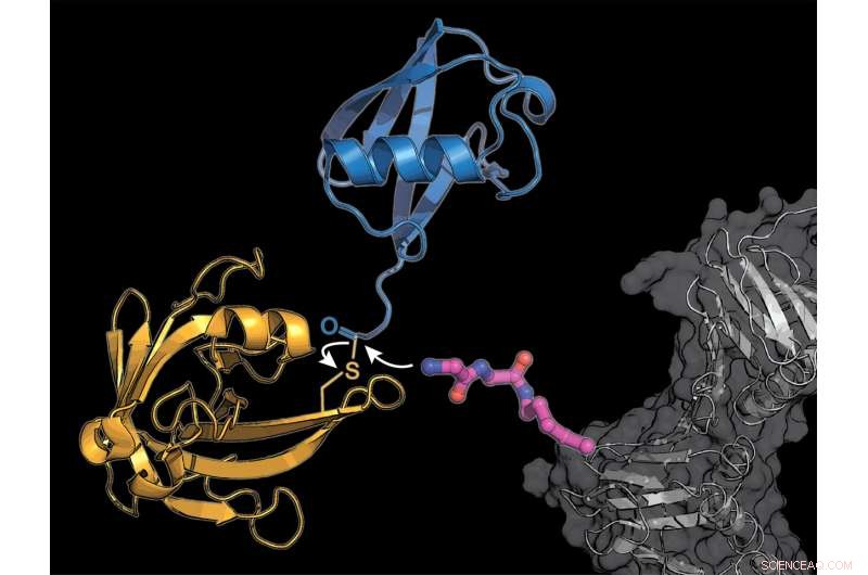 Ubiquitin-Based Protein Labeling Opens New Pathways in Cell Regulation Research